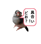 挨拶の桜文鳥（個別スタンプ：14）