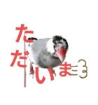 挨拶の桜文鳥（個別スタンプ：16）