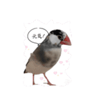 挨拶の桜文鳥（個別スタンプ：18）