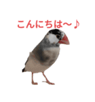 挨拶の桜文鳥（個別スタンプ：19）