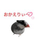挨拶の桜文鳥（個別スタンプ：20）