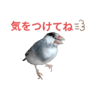 挨拶の桜文鳥（個別スタンプ：22）