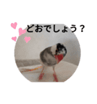 挨拶の桜文鳥（個別スタンプ：24）