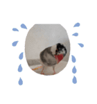 挨拶の桜文鳥（個別スタンプ：26）