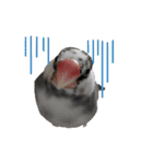 挨拶の桜文鳥（個別スタンプ：28）
