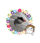 挨拶の桜文鳥（個別スタンプ：35）