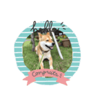 dog  face  the  REON（個別スタンプ：1）
