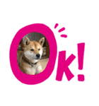 dog  face  the  REON（個別スタンプ：2）