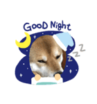 dog  face  the  REON（個別スタンプ：6）