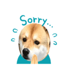 dog  face  the  REON（個別スタンプ：7）