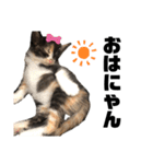 うちの三毛猫めいさん その2（個別スタンプ：1）