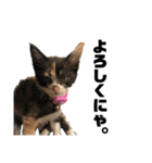 うちの三毛猫めいさん その2（個別スタンプ：2）