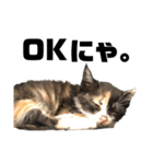 うちの三毛猫めいさん その2（個別スタンプ：3）
