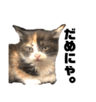 うちの三毛猫めいさん その2（個別スタンプ：4）
