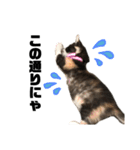 うちの三毛猫めいさん その2（個別スタンプ：5）