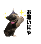 うちの三毛猫めいさん その2（個別スタンプ：6）