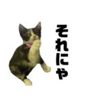 うちの三毛猫めいさん その2（個別スタンプ：7）