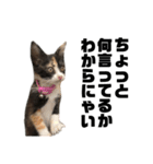うちの三毛猫めいさん その2（個別スタンプ：8）