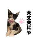 うちの三毛猫めいさん その2（個別スタンプ：9）