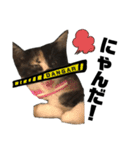 うちの三毛猫めいさん その2（個別スタンプ：10）