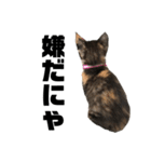 うちの三毛猫めいさん その2（個別スタンプ：11）