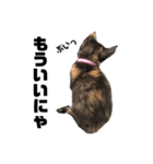 うちの三毛猫めいさん その2（個別スタンプ：12）