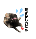 うちの三毛猫めいさん その2（個別スタンプ：13）