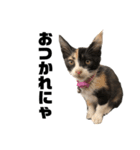 うちの三毛猫めいさん その2（個別スタンプ：14）