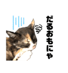 うちの三毛猫めいさん その2（個別スタンプ：15）