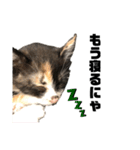 うちの三毛猫めいさん その2（個別スタンプ：16）