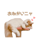 ゆるふわ猫のてらちゃんです＊（個別スタンプ：1）