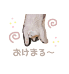 ゆるふわ猫のてらちゃんです＊（個別スタンプ：2）