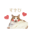 ゆるふわ猫のてらちゃんです＊（個別スタンプ：3）