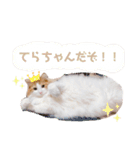 ゆるふわ猫のてらちゃんです＊（個別スタンプ：5）