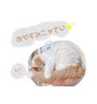 ゆるふわ猫のてらちゃんです＊（個別スタンプ：6）
