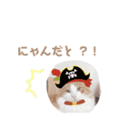 ゆるふわ猫のてらちゃんです＊（個別スタンプ：7）
