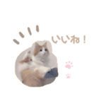 ゆるふわ猫のてらちゃんです＊（個別スタンプ：8）