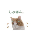 ゆるふわ猫のてらちゃんです＊（個別スタンプ：9）