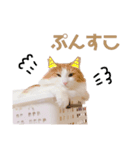 ゆるふわ猫のてらちゃんです＊（個別スタンプ：10）