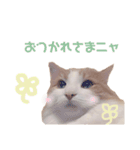 ゆるふわ猫のてらちゃんです＊（個別スタンプ：11）