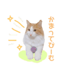 ゆるふわ猫のてらちゃんです＊（個別スタンプ：12）