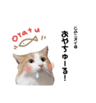 ゆるふわ猫のてらちゃんです＊（個別スタンプ：13）
