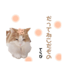 ゆるふわ猫のてらちゃんです＊（個別スタンプ：15）