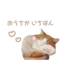 ゆるふわ猫のてらちゃんです＊（個別スタンプ：16）