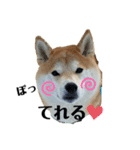 赤柴クロだよ④（個別スタンプ：1）