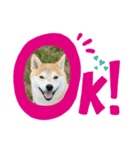 赤柴クロだよ④（個別スタンプ：2）