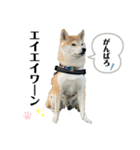 赤柴クロだよ④（個別スタンプ：3）