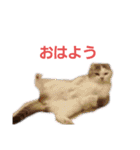 めーざの日常（個別スタンプ：1）
