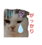 めーざの日常（個別スタンプ：11）