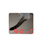 めーざの日常（個別スタンプ：16）
